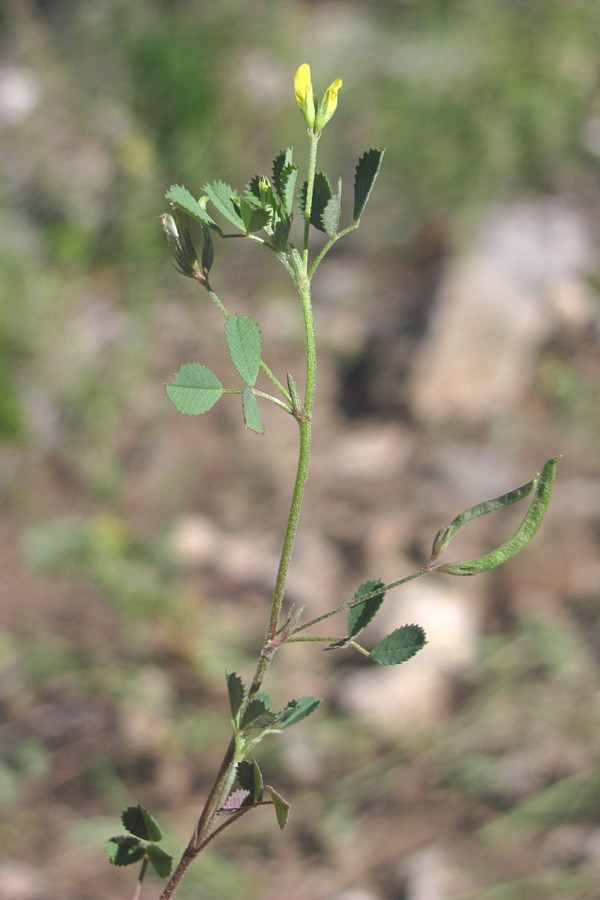 Изображение особи Trigonella striata.