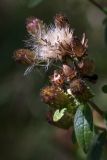 Inula conyza. Соплодия, отцветающие соцветия и лист. Черногория, муниципалитет Будва, окр. с. Кульяче (Kuljače), у тропы близ восстанавливаемой церкви ~ в 700 м к С от села, пояс дубово-грабинникового леса. 11.10.2014.