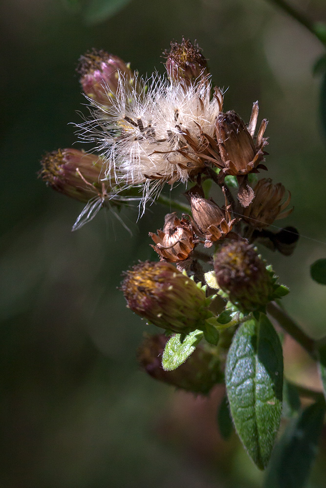 Изображение особи Inula conyza.
