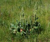 Rumex confertus. Цветущее растение. Московская обл., Раменский р-н, окр. ж.-д. платформы Хрипань, залежь. 17.06.2015.