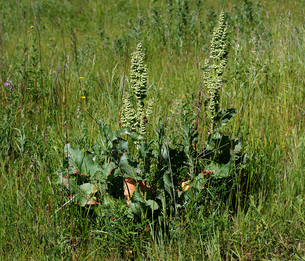 Изображение особи Rumex confertus.