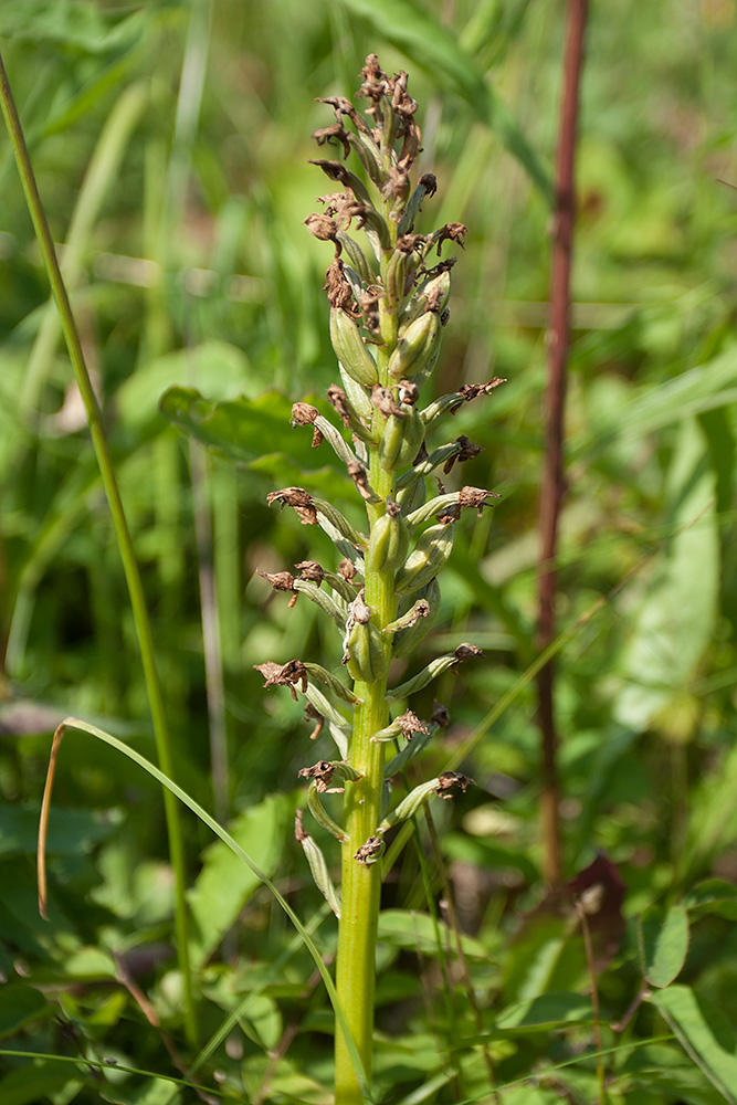 Image of Orchis militaris specimen.