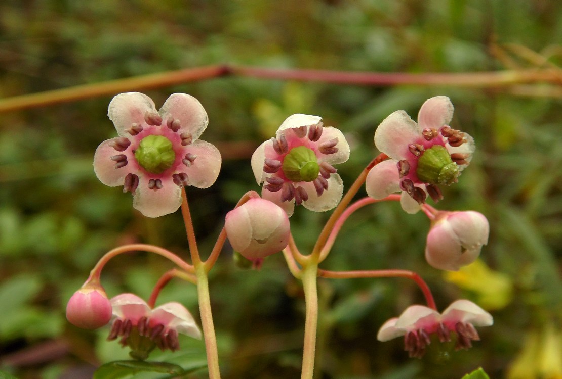 Изображение особи Chimaphila umbellata.