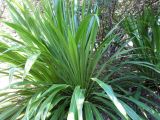 Doryanthes palmeri. Вегетирующее растение. Австралия, г. Брисбен, ботанический сад. 18.07.2015.