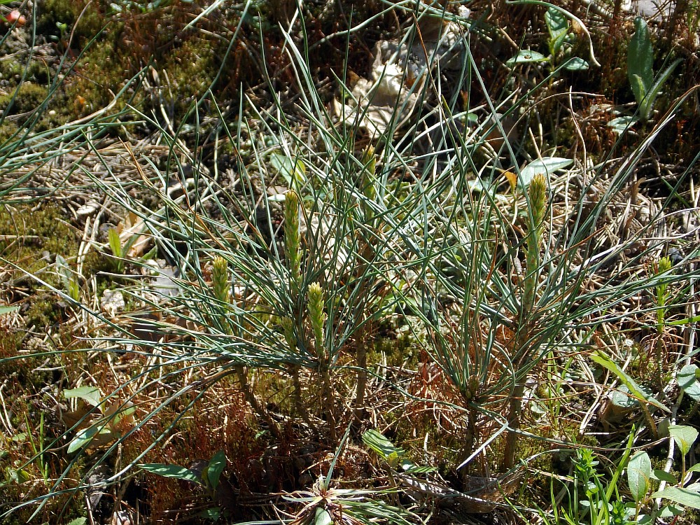 Изображение особи Pinus ponderosa.