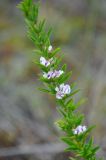 Lespedeza juncea. Верхушка побега с соцветиями. Приморье, Сихотэ-Алинский заповедник, бухта Голубичная, окраина песчаного пляжа. 24.08.2015.