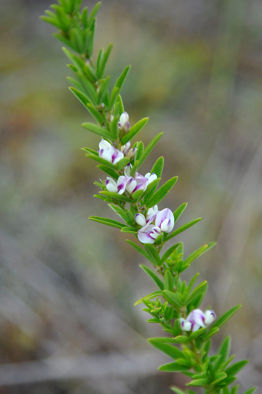 Изображение особи Lespedeza juncea.