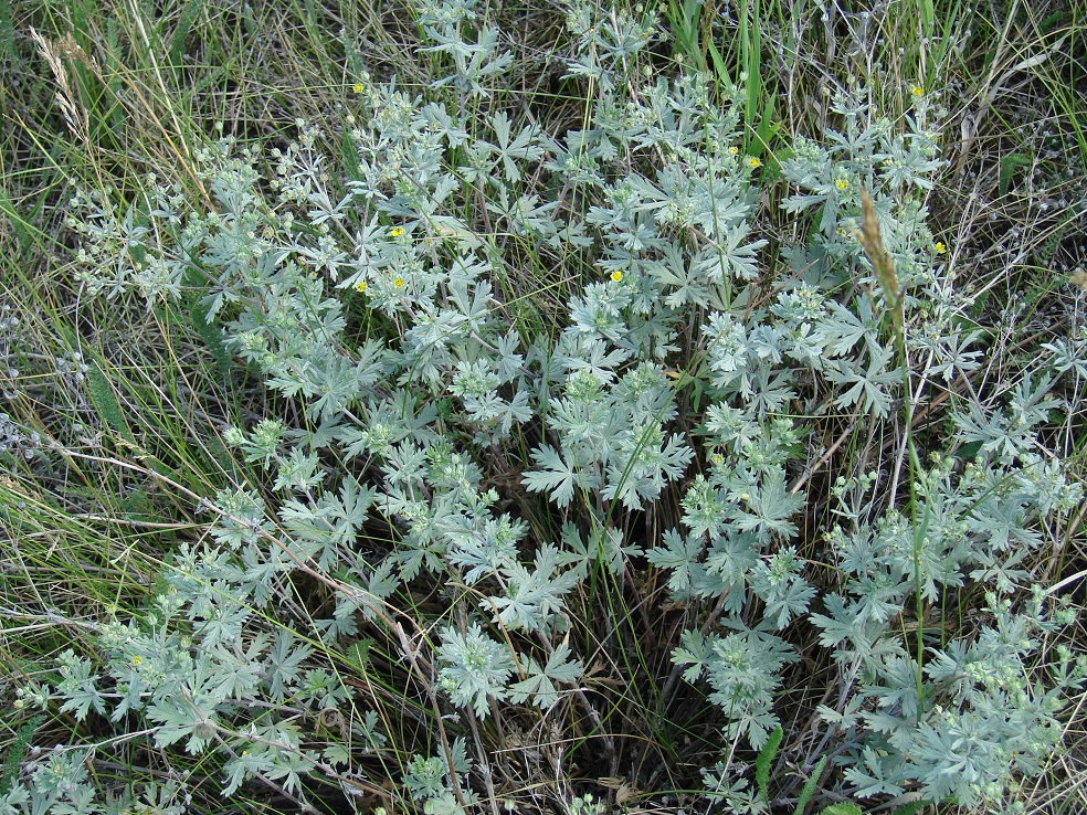 Image of Potentilla argentea specimen.