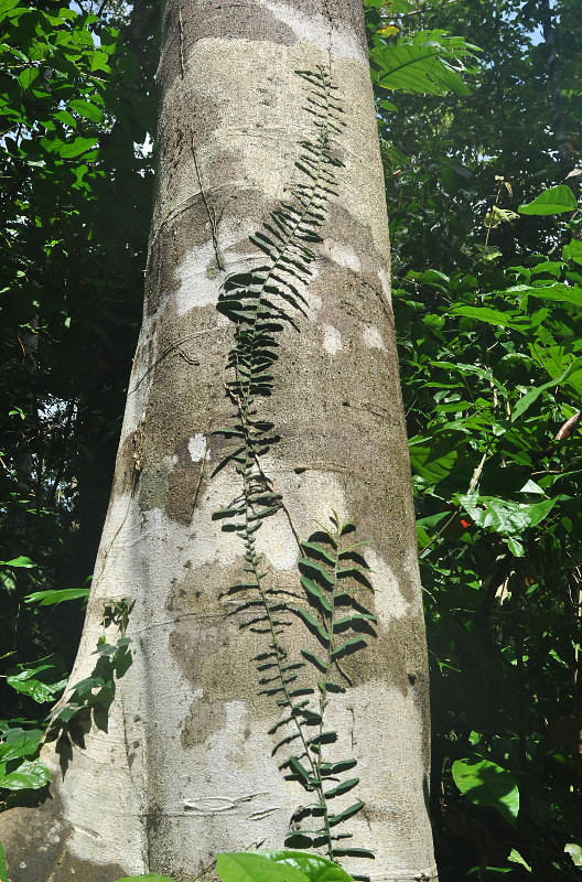 Image of Pothos scandens specimen.