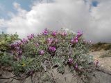 Astragalus subuliformis