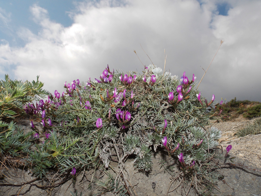 Изображение особи Astragalus subuliformis.