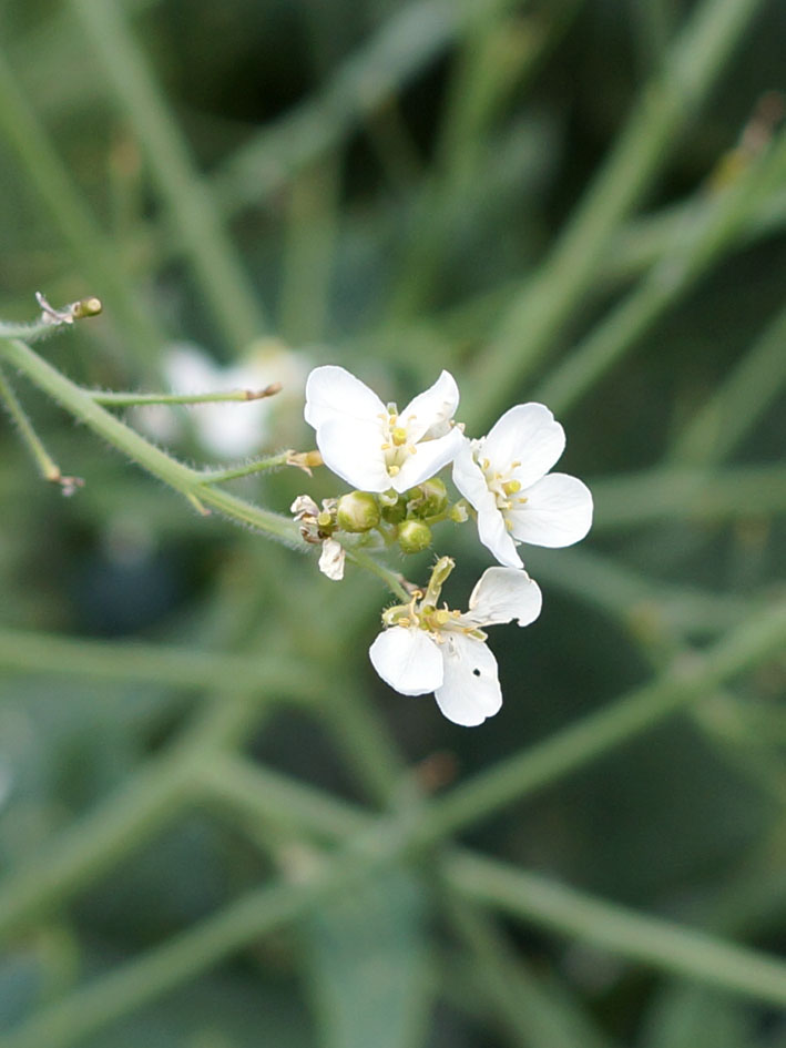 Image of Crambe kotschyana specimen.