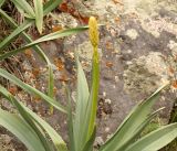 Eremurus fuscus