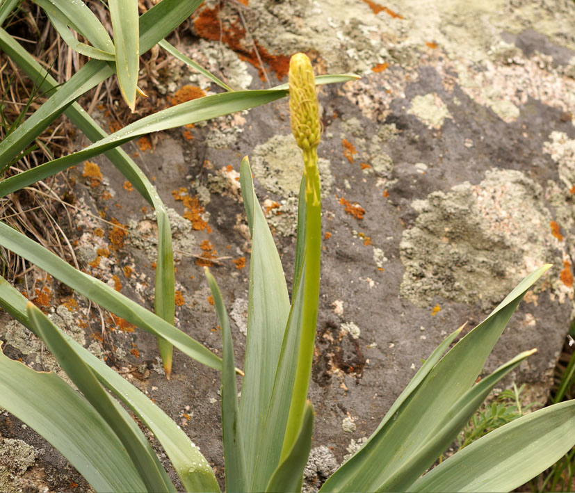 Image of Eremurus cristatus specimen.