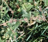 Atriplex sibirica