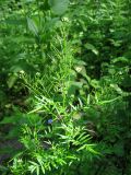 Cardamine impatiens