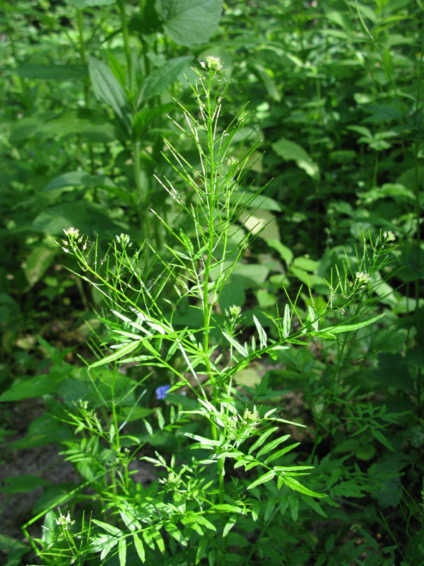 Image of Cardamine impatiens specimen.