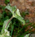 Lomelosia prolifera