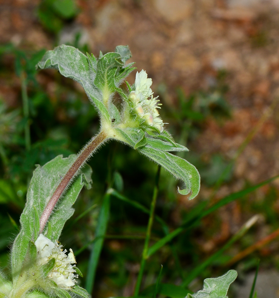 Image of Lomelosia prolifera specimen.