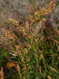 Chenopodium strictum. Общий вид верхней части цветущего растения высотой около 1 м. Киев, окраина песчаного пляжа, Святошинские озёра, 8 октября 2008 г.