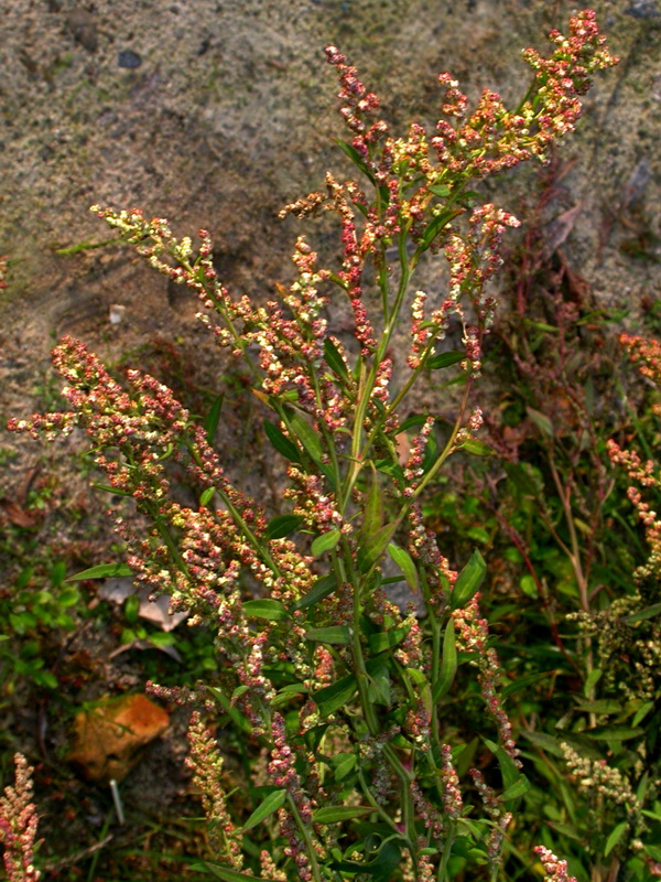 Изображение особи Chenopodium strictum.