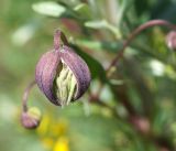 Clematis orientalis. Распускающийся цветок. Кыргызстан, Нарынская обл., правый берег р. Нарын, I надпойменная терраса ниже с. Ак-Булун. 05.07.2015.