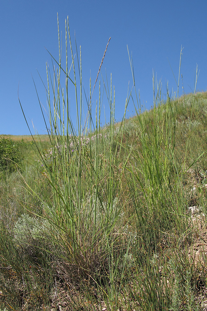 Изображение особи Elytrigia obtusiflora.