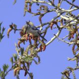 Image of taxon representative. Author is Людмила Паламарчук