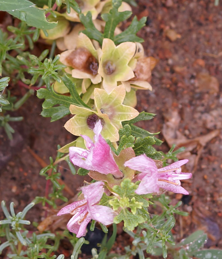 Изображение особи Lagochilus platyacanthus.