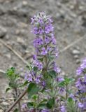 Ziziphora puschkinii