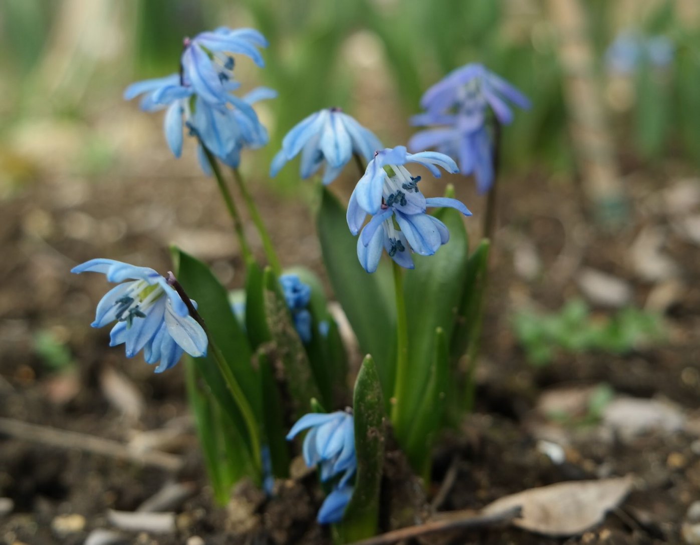 Image of Scilla siberica specimen.