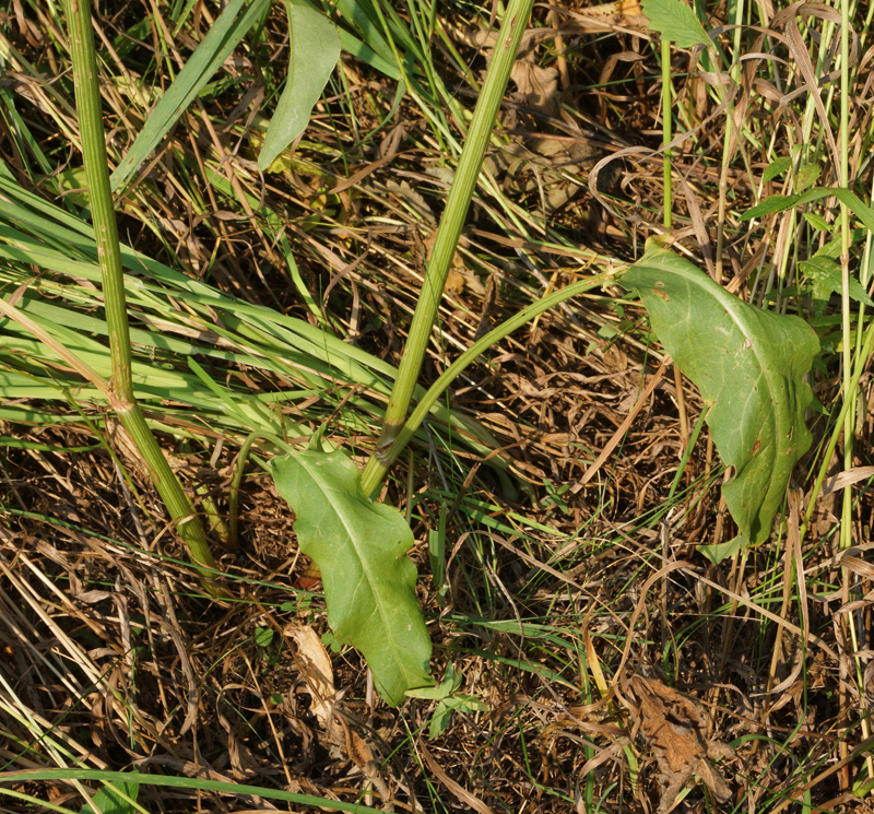 Изображение особи Rumex thyrsiflorus.