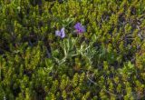 Lathyrus japonicus