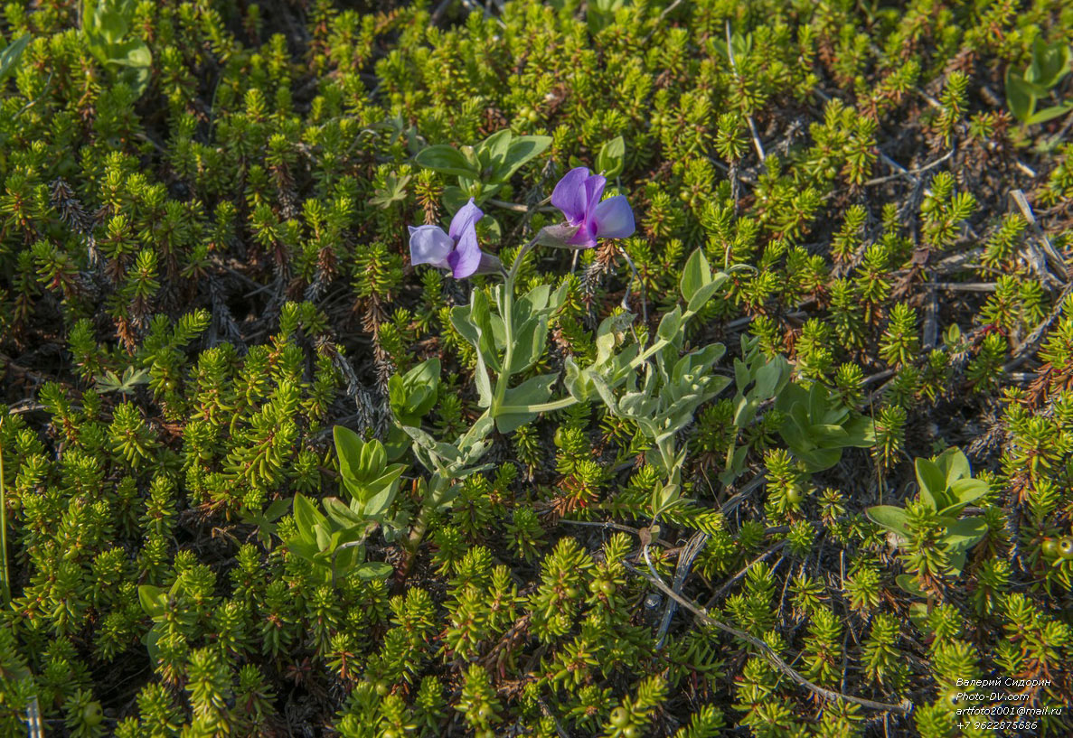 Изображение особи Lathyrus japonicus.