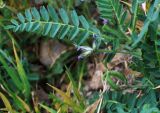 Astragalus camptoceras