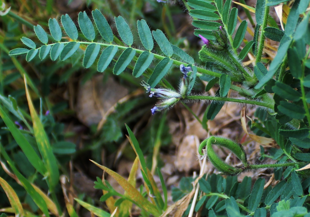 Изображение особи Astragalus camptoceras.