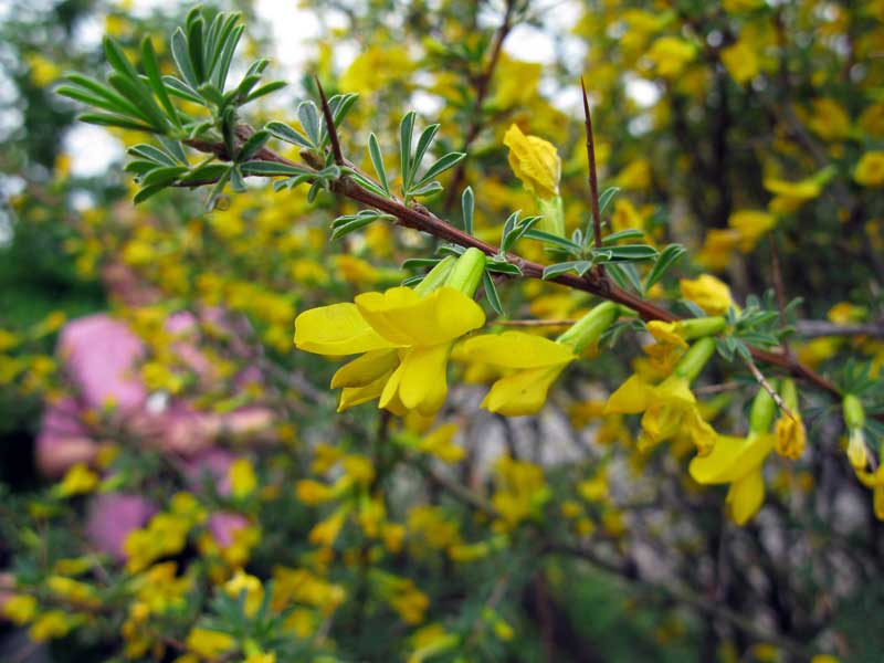 Изображение особи Caragana spinosa.