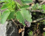 Viola arvensis