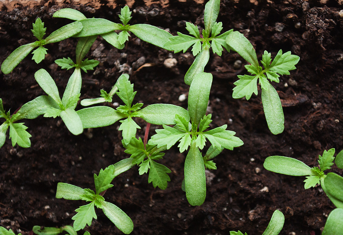 Изображение особи Tagetes patula.