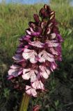 Orchis purpurea. Соцветие. Крым, Карадагский заповедник, западный склон горы Святая, поляна в шибляке. 26 апреля 2016 г.