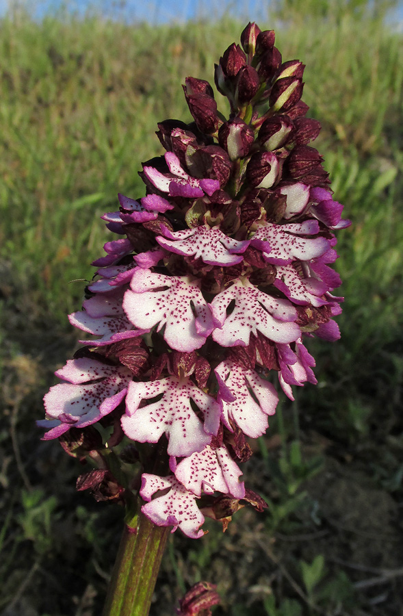 Image of Orchis purpurea specimen.