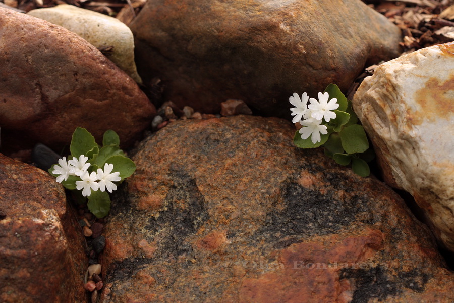 Image of Primula hirsuta var. nivea specimen.