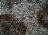 genus Salix