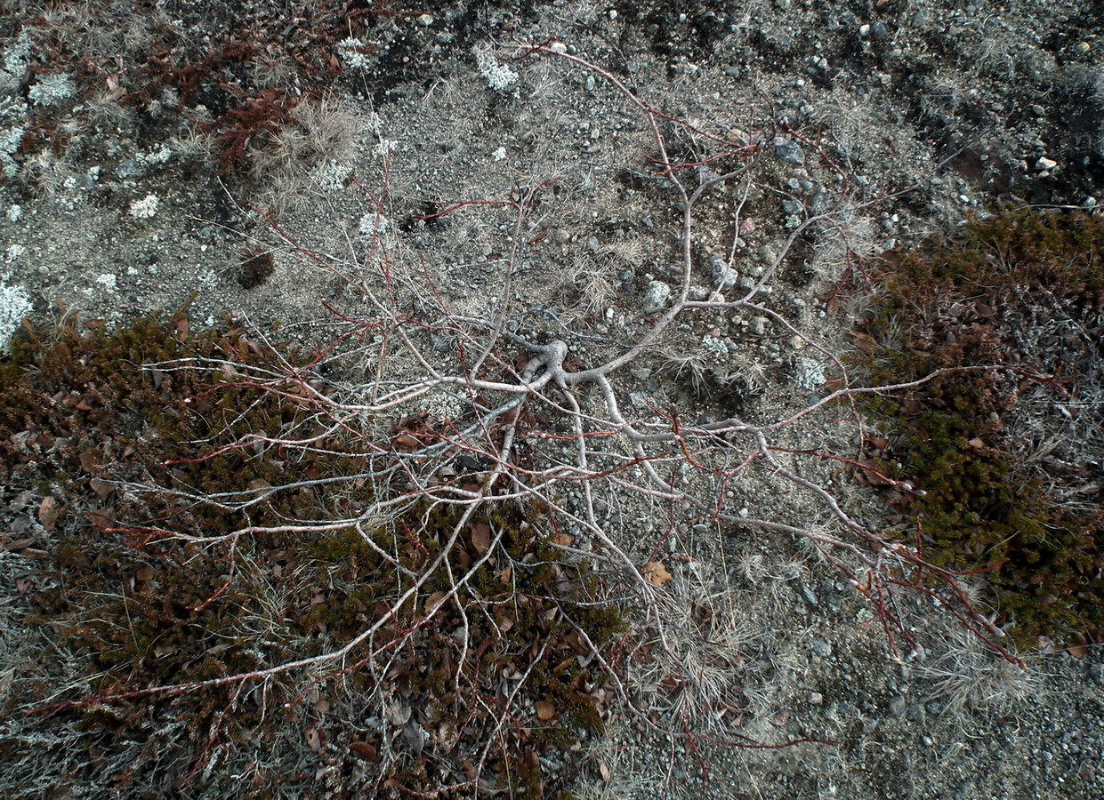 Image of genus Salix specimen.