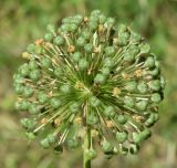 Allium stipitatum