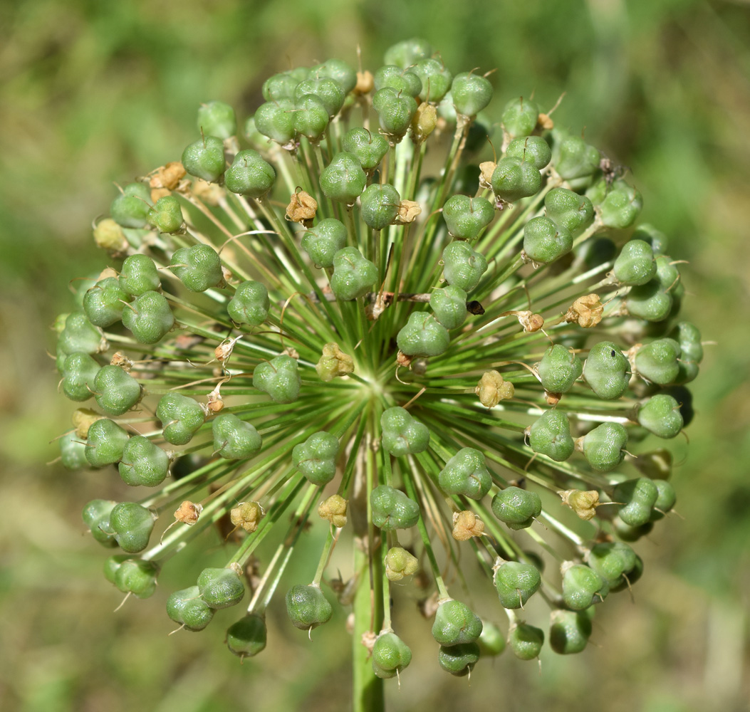 Изображение особи Allium stipitatum.