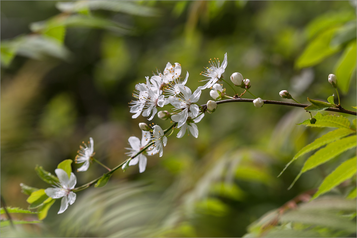 Изображение особи Cerasus vulgaris.