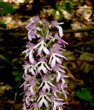 Orchis purpurea ssp. caucasica