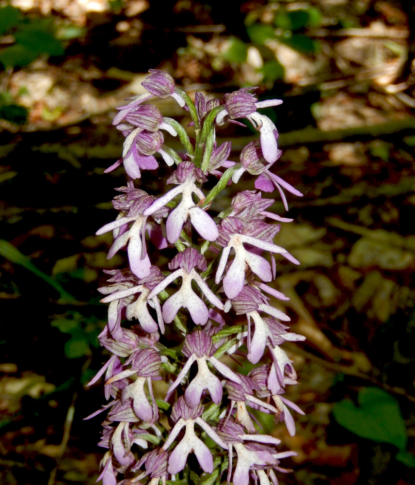 Изображение особи Orchis purpurea ssp. caucasica.