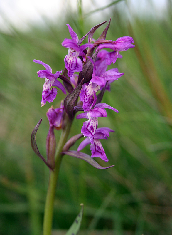 Image of Dactylorhiza majalis specimen.